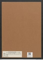Campylodiscus browneanus Grev. (de-Toni-Nr.: Genus 57, Species 2472) Zeichnungen Sammlung Grunow Mappe 02647 (Herbarium_W_Grunow_drawings_Folder_02647)